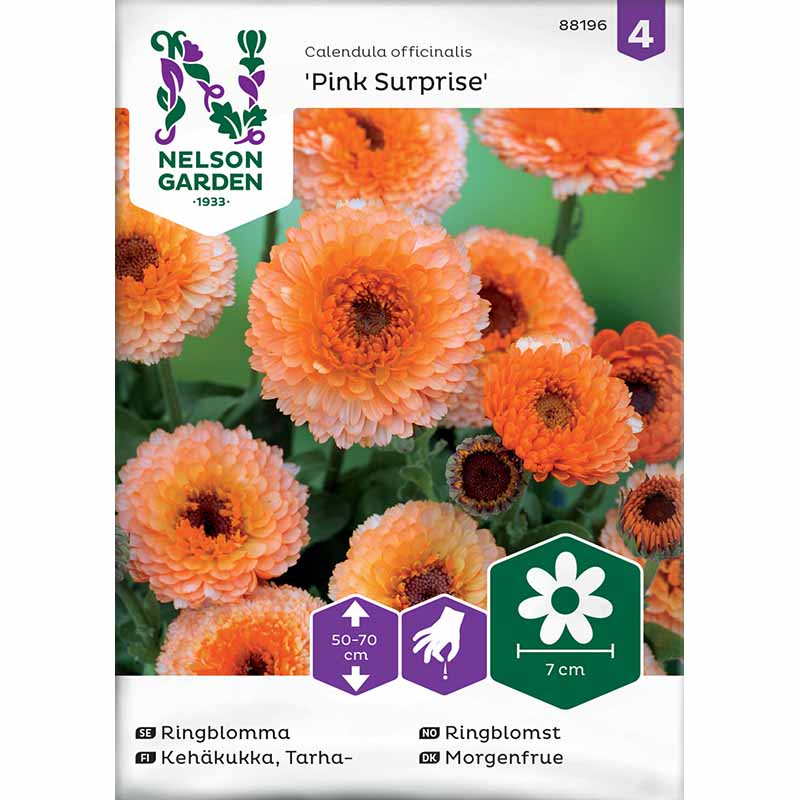 Kehäkukka 'Pink Surprise'