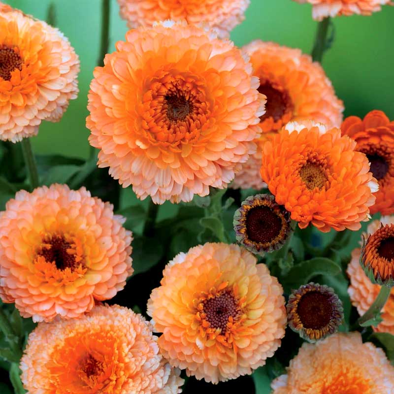 Kehäkukka 'Pink Surprise'