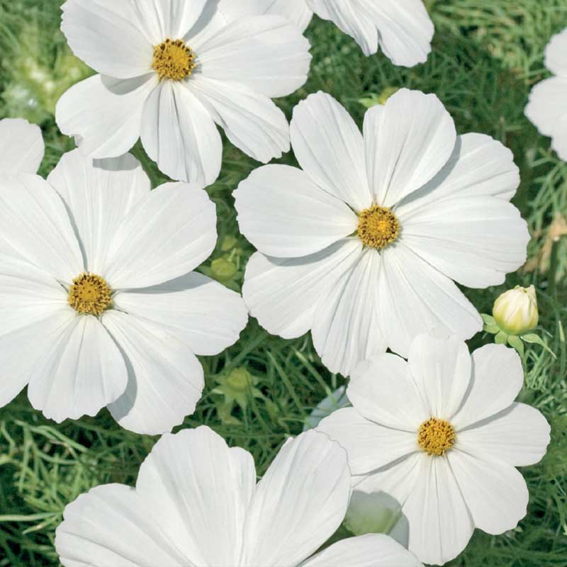 Kosmoskukka 'Purity'