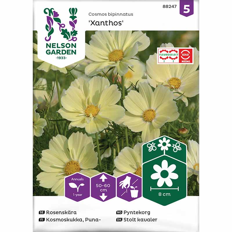 Kosmoskukka 'Xanthos'