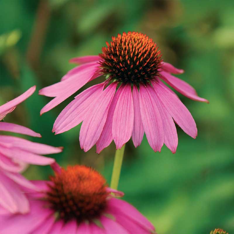 Rudbeckia 'Starlight'