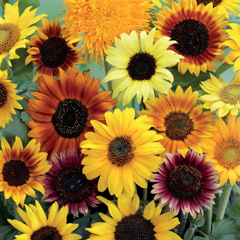 Auringonkukka 'Wilde mixture'