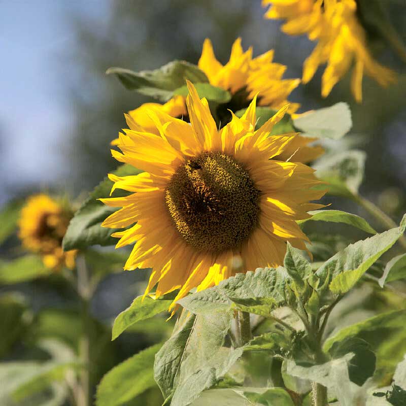 Giant Sunflower Organic