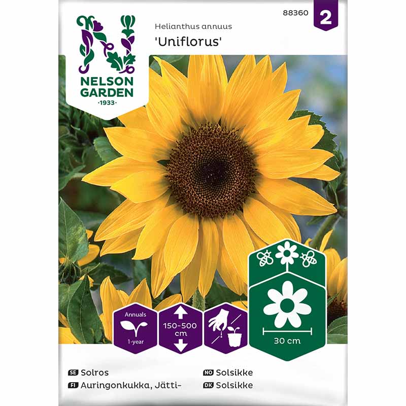 Jättiauringonkukka 'Uniflorus'