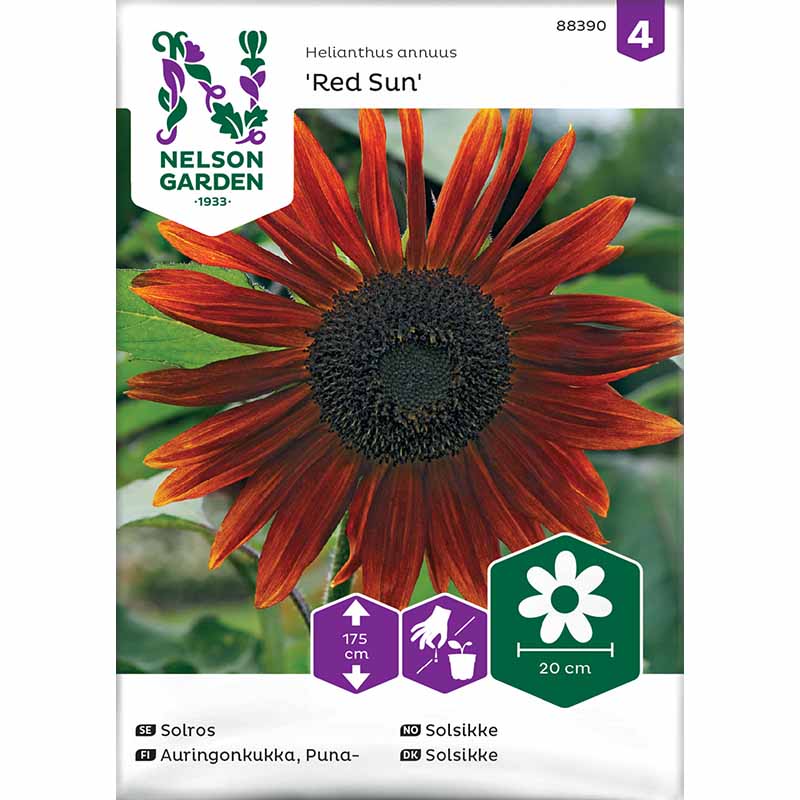 Auringonkukka 'Red Sun'