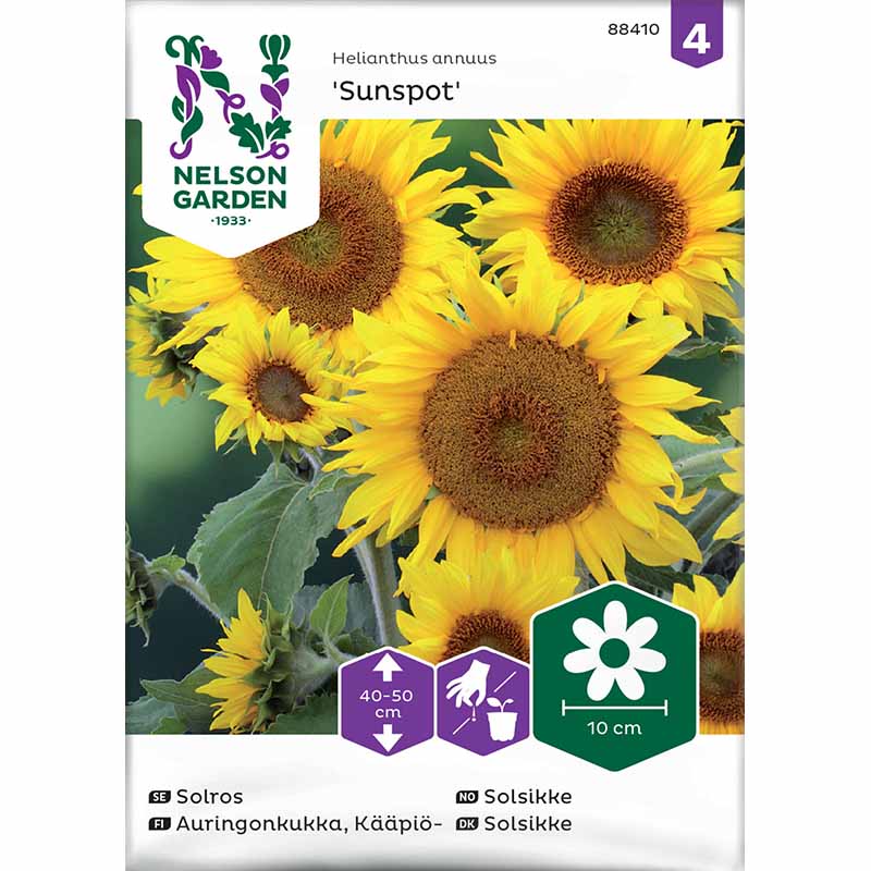 Auringonkukka 'Sunspot'