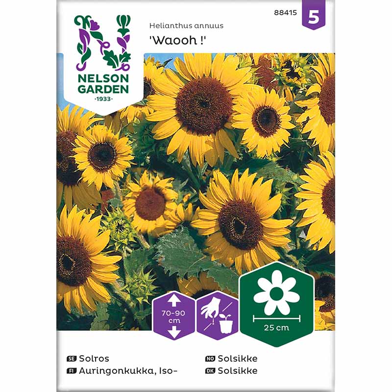 Auringonkukka 'Waooh !'