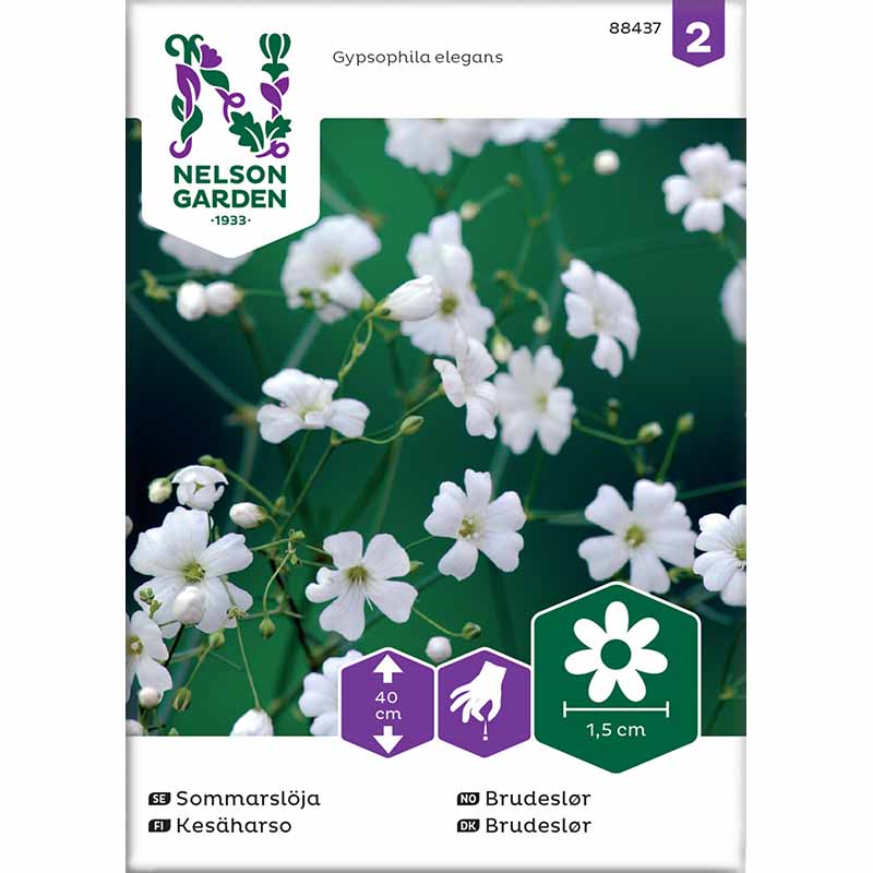 Yksivuotinen harsokukka valkoinen