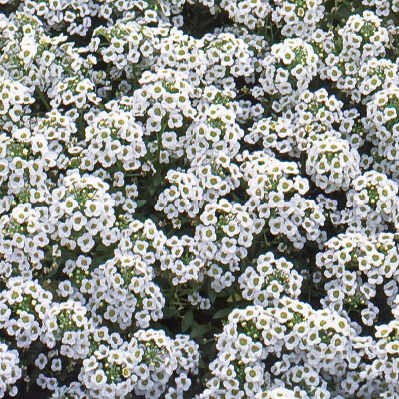 Rantakukinto 'Carpet of Snow'