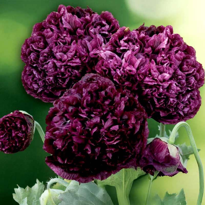 Pioniunikko 'Black Poeny'