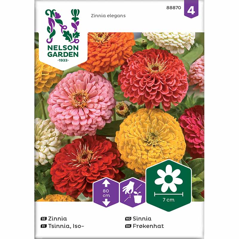 Korkea tsinnia sekoitusvärejä