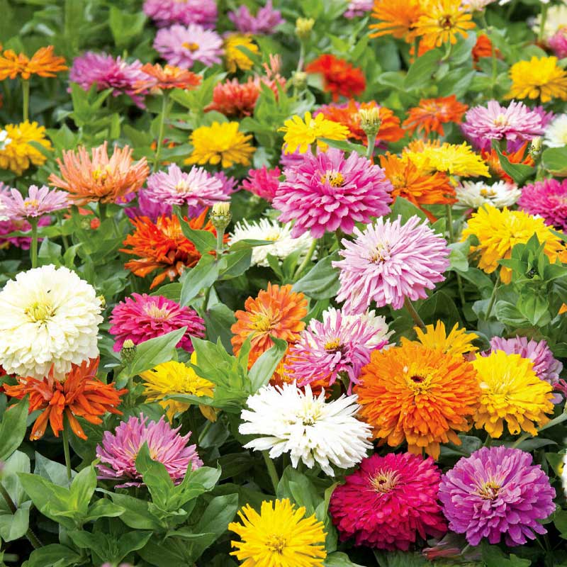 Tsinnia 'Takii´s Choice'