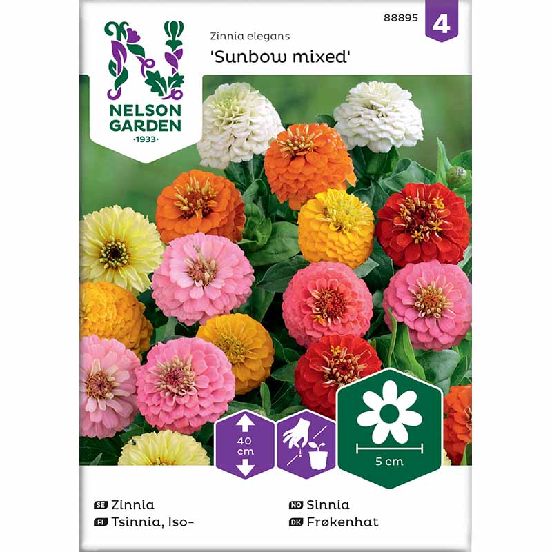 Tsinnia Sunbow sekoitusvärejä