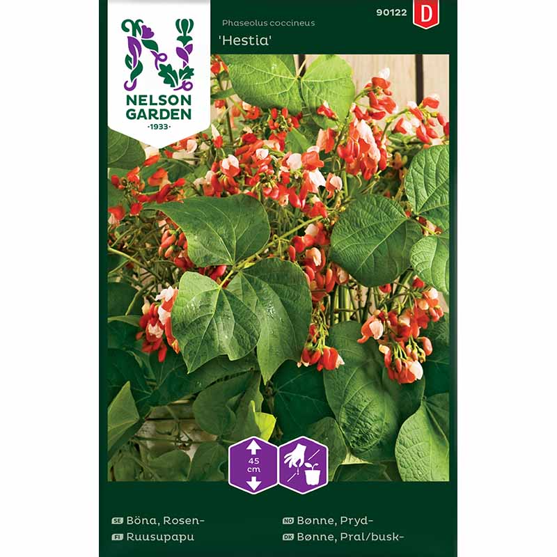 Koristepapu 'Hestia' / Koristepapu