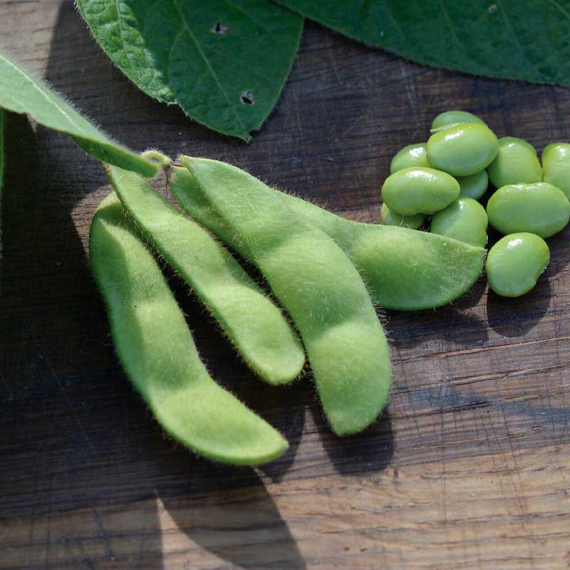 Edamame-papu 'Summer Shell'