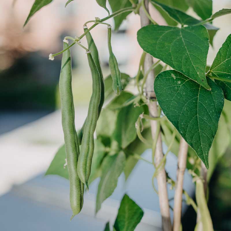 Salkopapu 'Blue Lake'