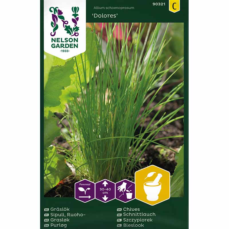 Ruohosipuli 'Dolores'