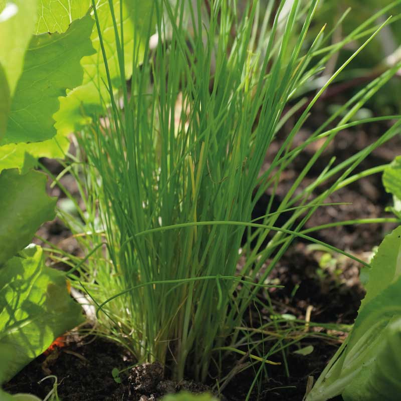 Ruohosipuli 'Dolores'