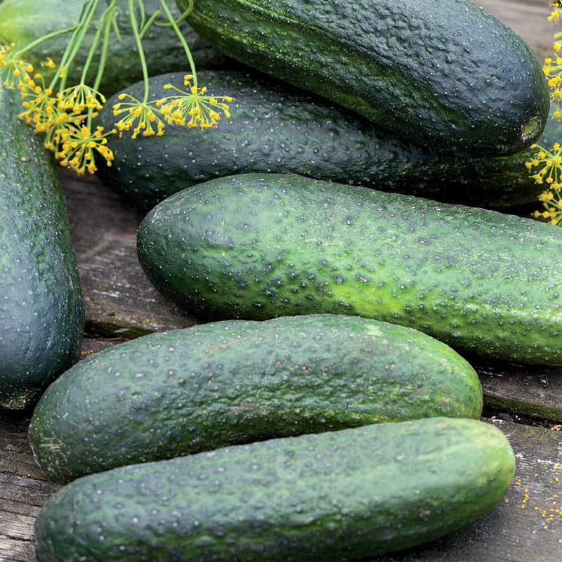 Avomaankurkku 'Profi' F1 Organic