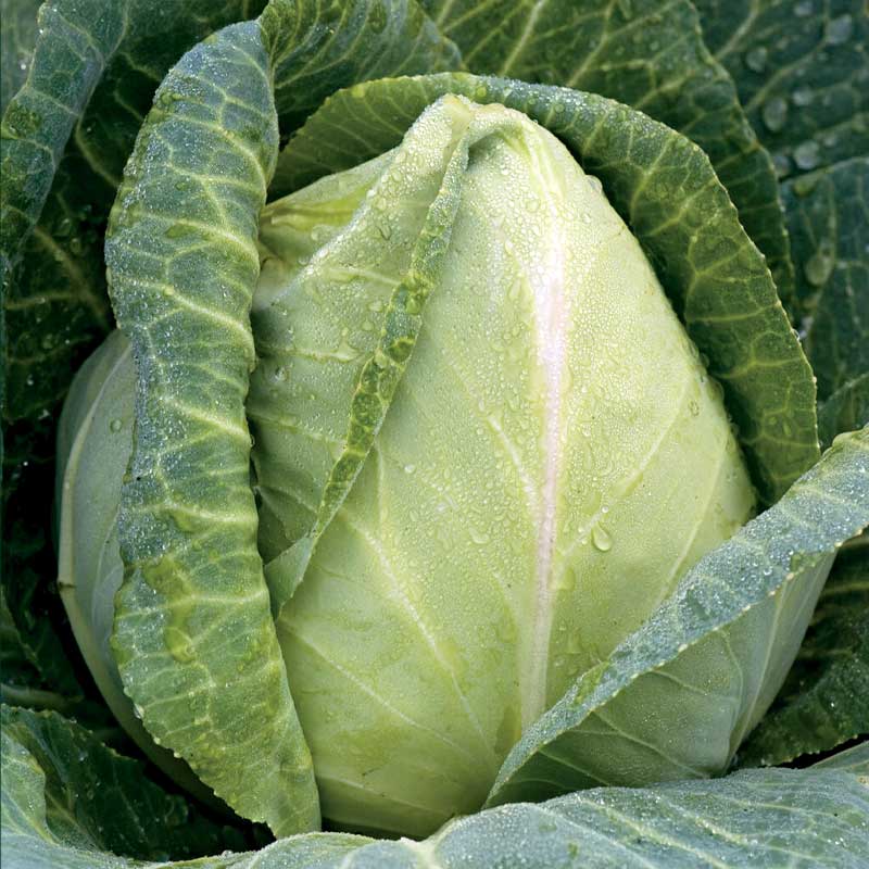 Suippokaali 'Express'