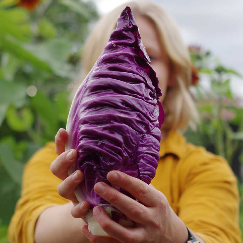 Suippokaali 'Kalibos'