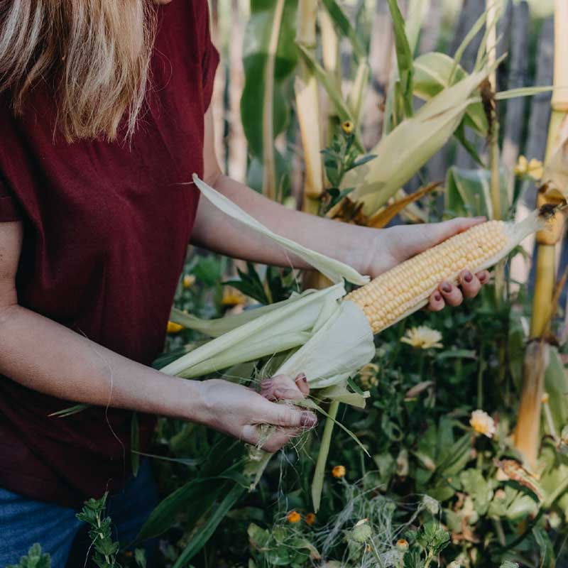 Sokerimaissi 'Sweet Nugget'F1