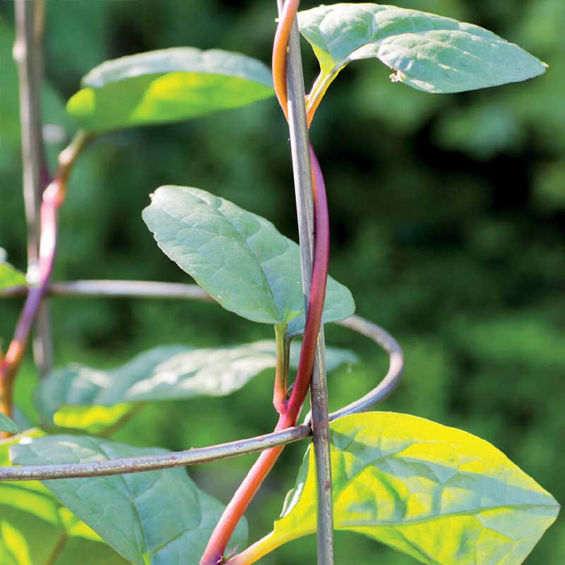 Malabarin pinaatti 'Rubra'