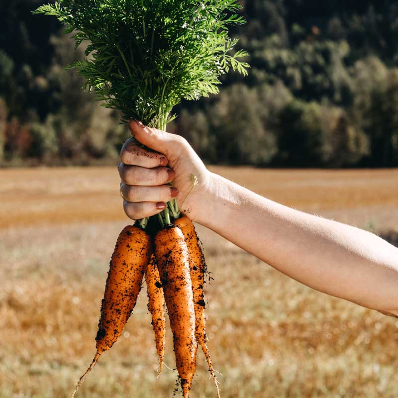 Talviporkkana 'Flakkée 2'