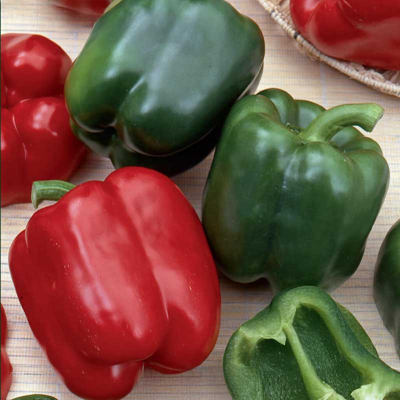 Paprika 'California Wonder'