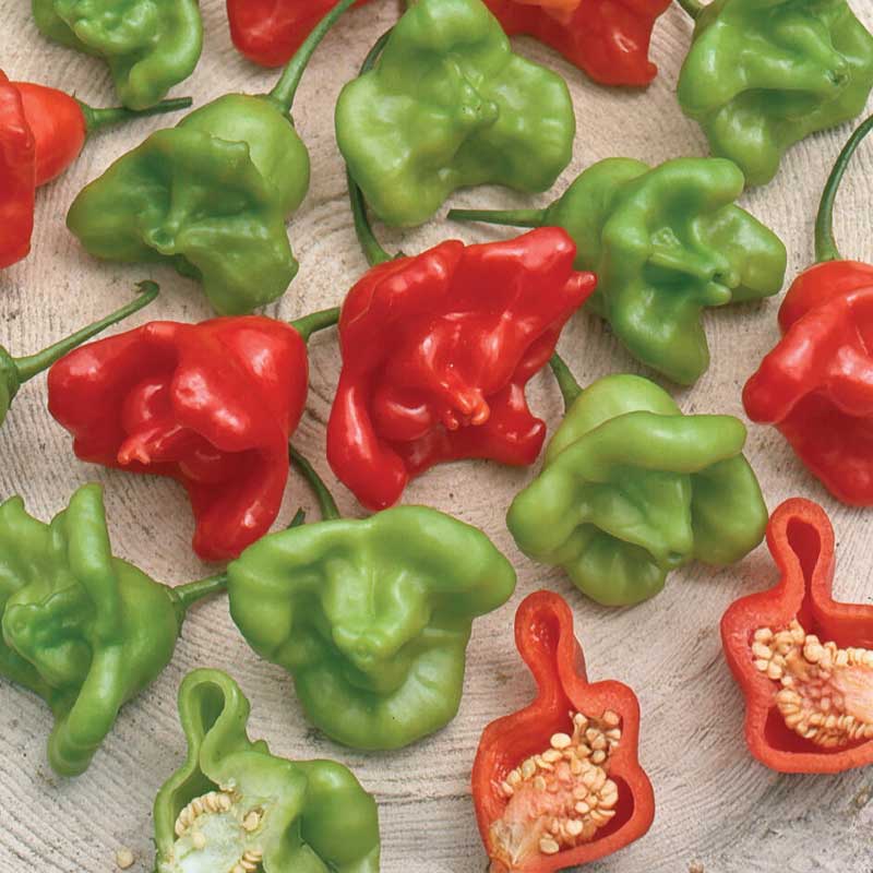 Chili 'Jamaican Bell'