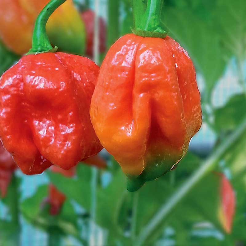 Chili Trinidad Scorpion'