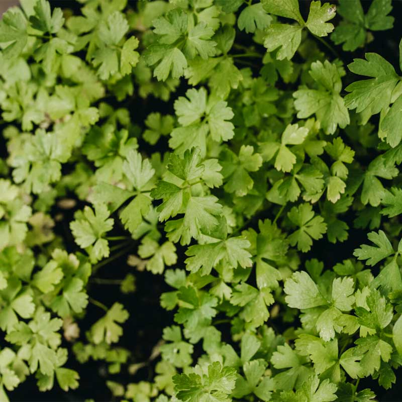 Persilja 'Gigante d'Italia'