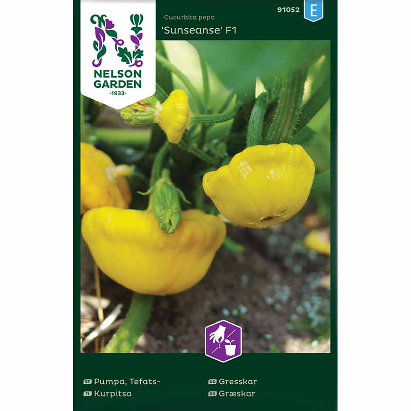 UFO-kurpitsa 'Sunseanse' F1