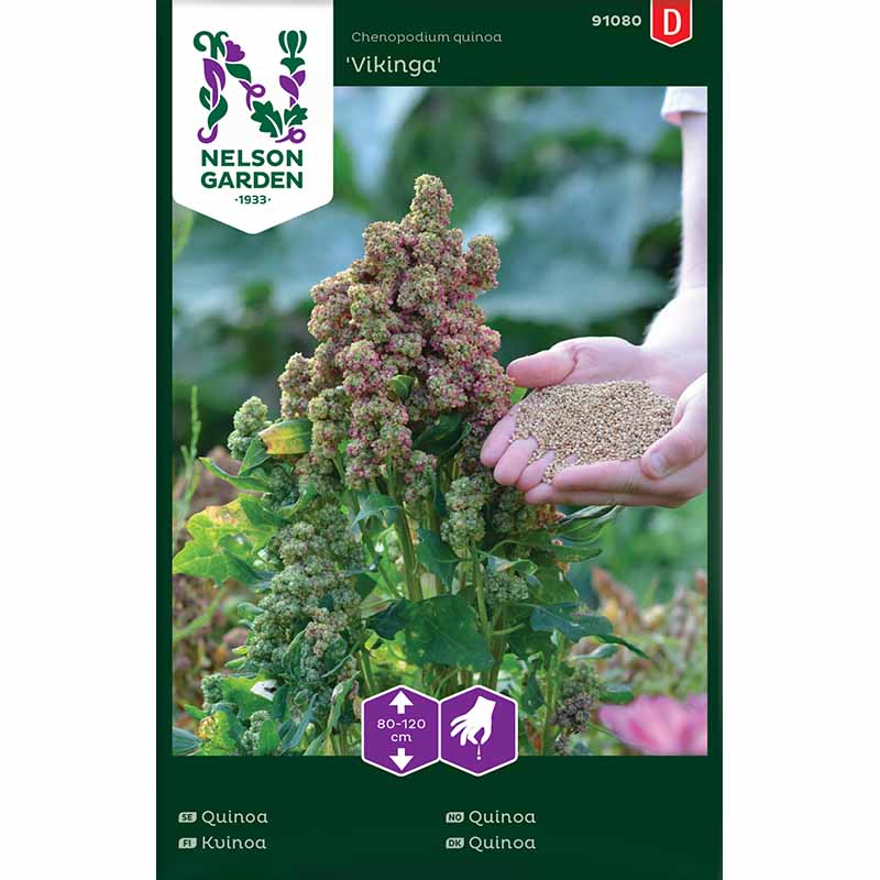 Kvinoa 'Vikinga'