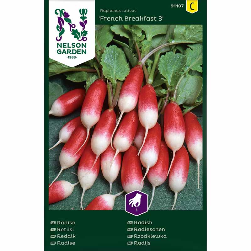 Retiisi 'French Breakfast 3'