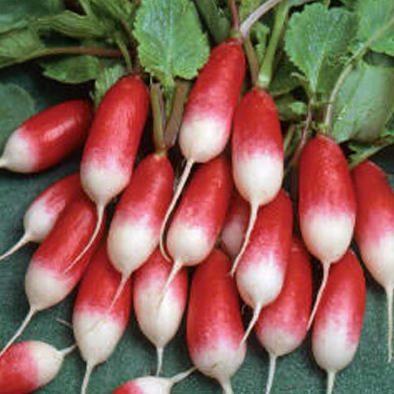 Retiisi 'French Breakfast 3'