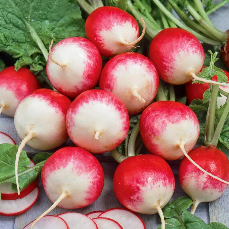 Retiisi 'National 2'