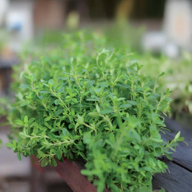 Talvimeirami 'German Winter'