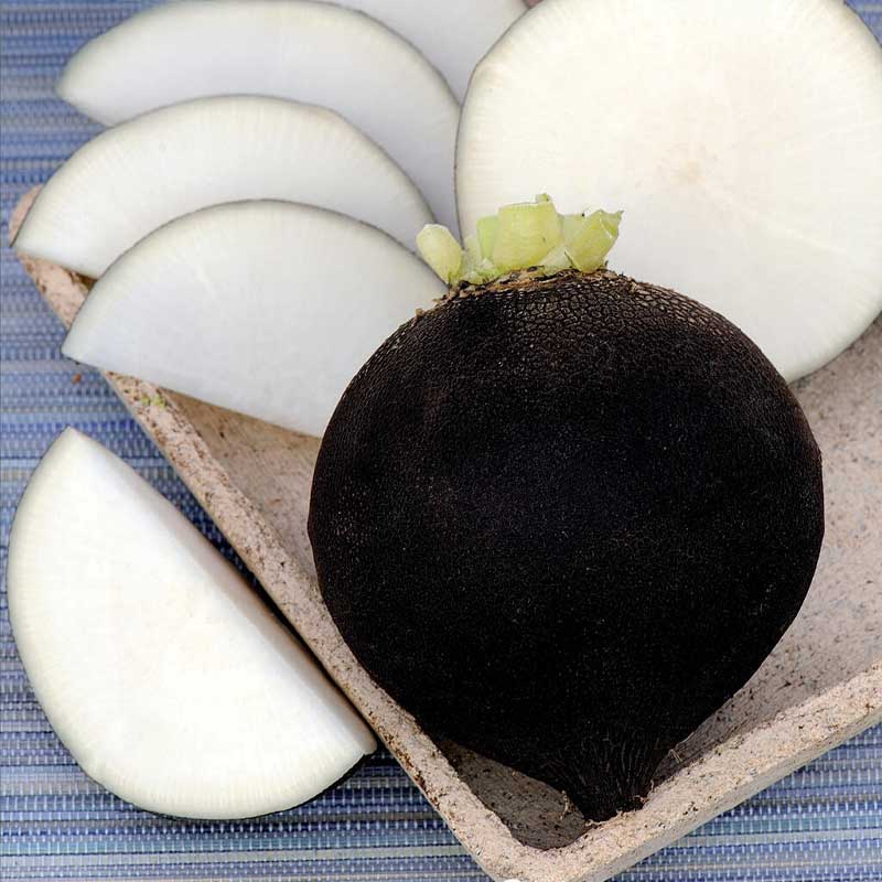 Musta retiisi 'Ronde Zwarte'