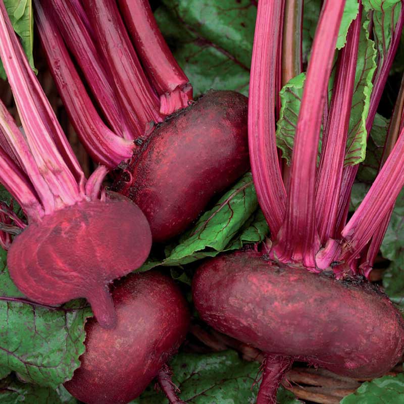 Punajuuri 'D' Egypte'