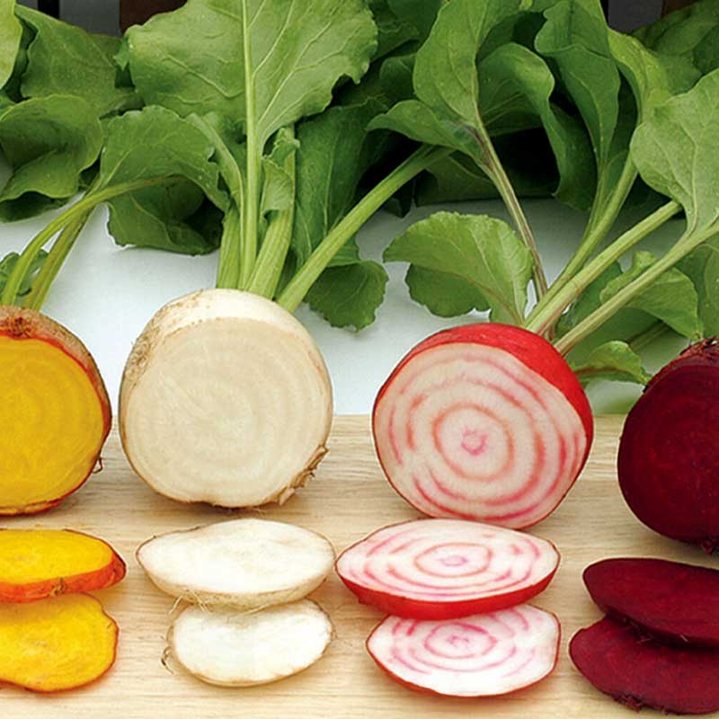 Punajuuri 'Hullahoop Mix'