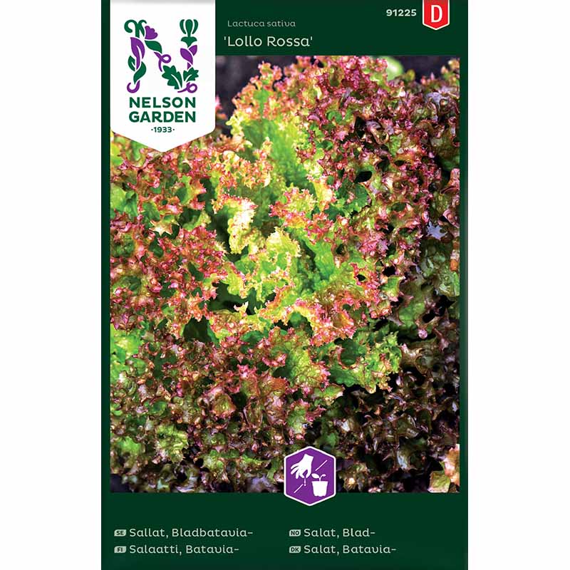 Batavian lehtisalaatti 'Lollo Rossa'