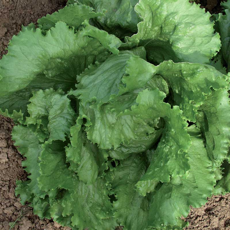 Jäävuorisalaatti 'Calmar'