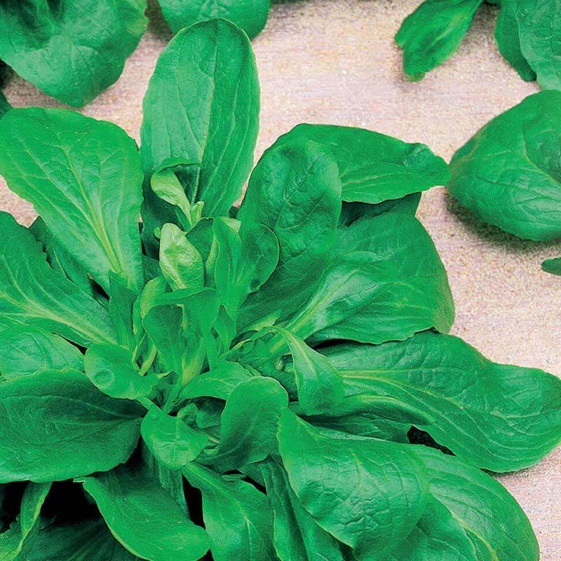 Vuonankaali / Mache sallat 'Vert de Cambrai'