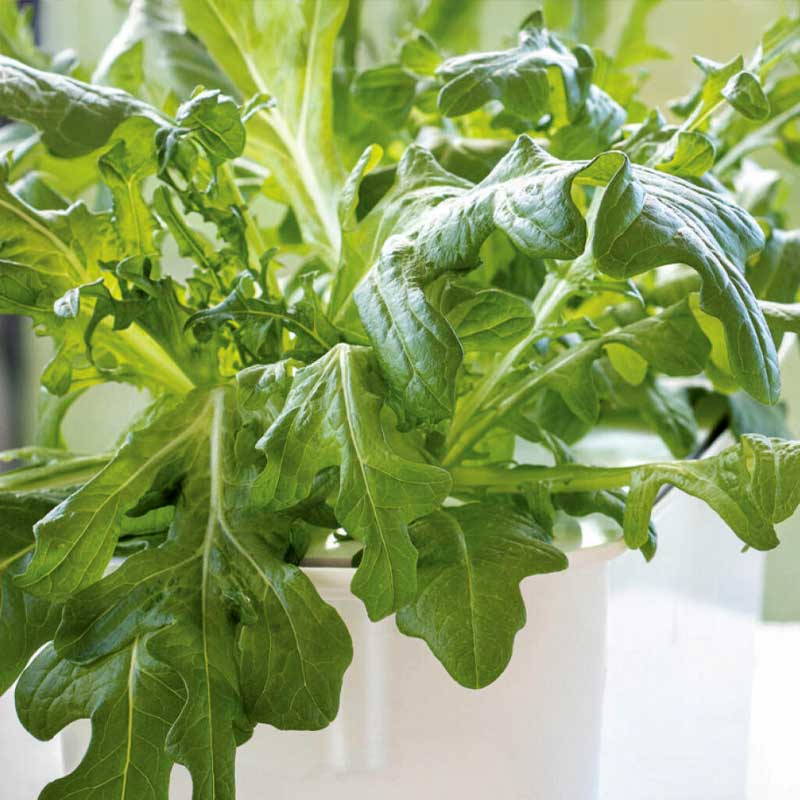 Lehtisalaatti 'Cerbiatta' - Harvy