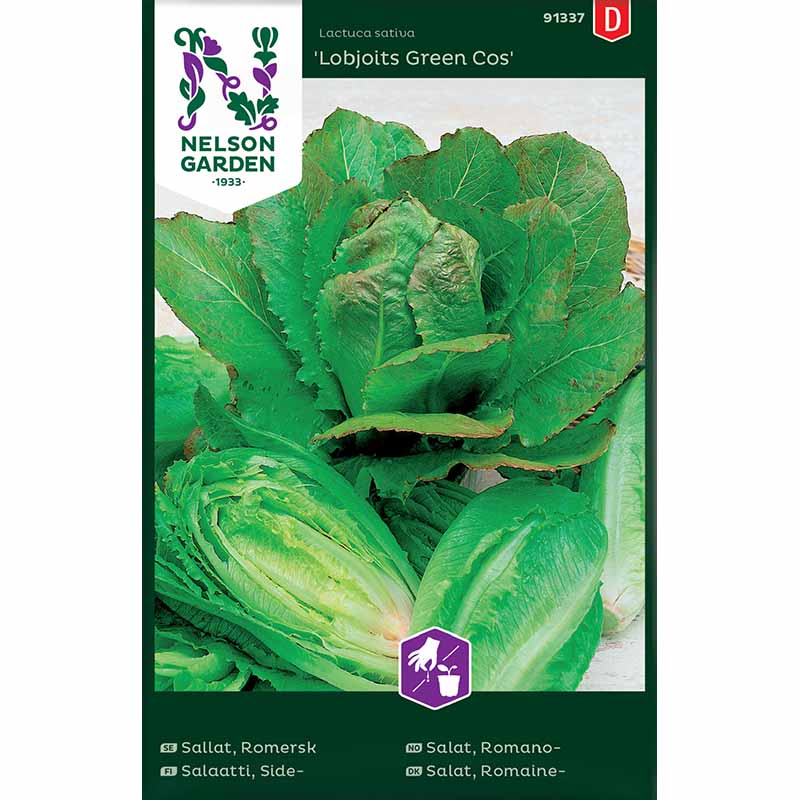 Romersk sallat 'Lobjoits Green Cos'