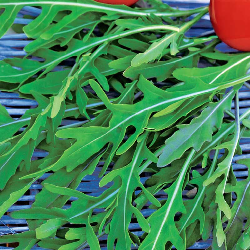 Hiekkasinappi / Vild rucola