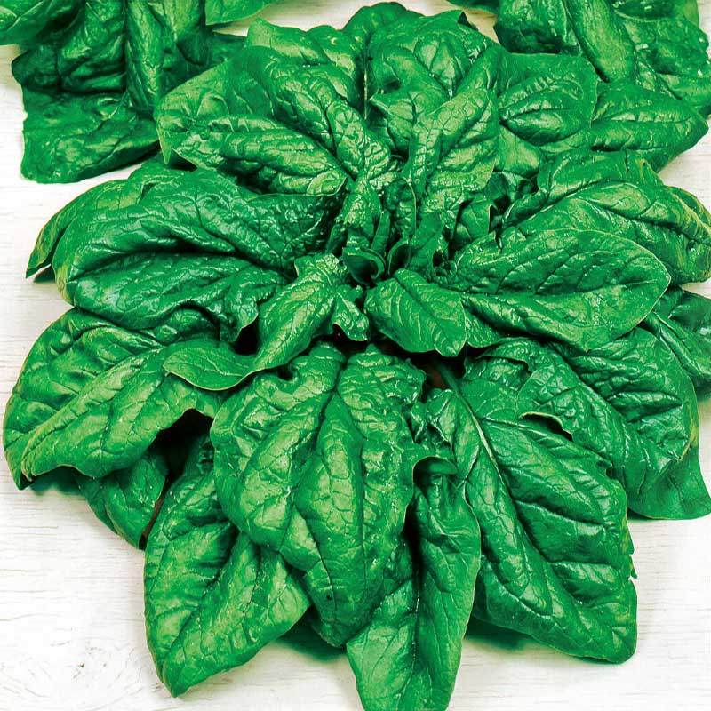 Spinach 'Vroeg Reuzenblad'