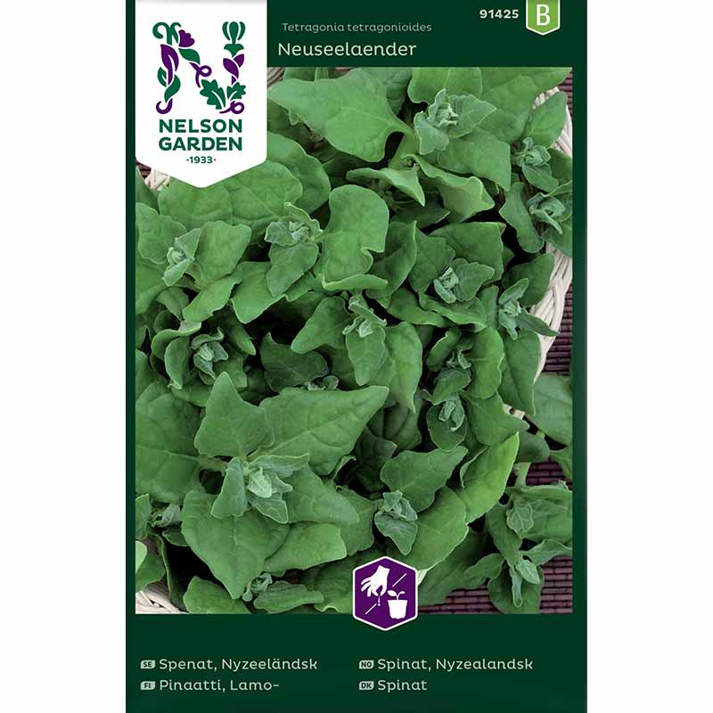 Uusiseelantilainen pinaatti 'Neuseelaender'