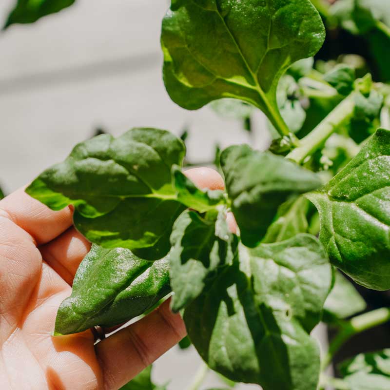 Uusiseelantilainen pinaatti 'Neuseelaender'